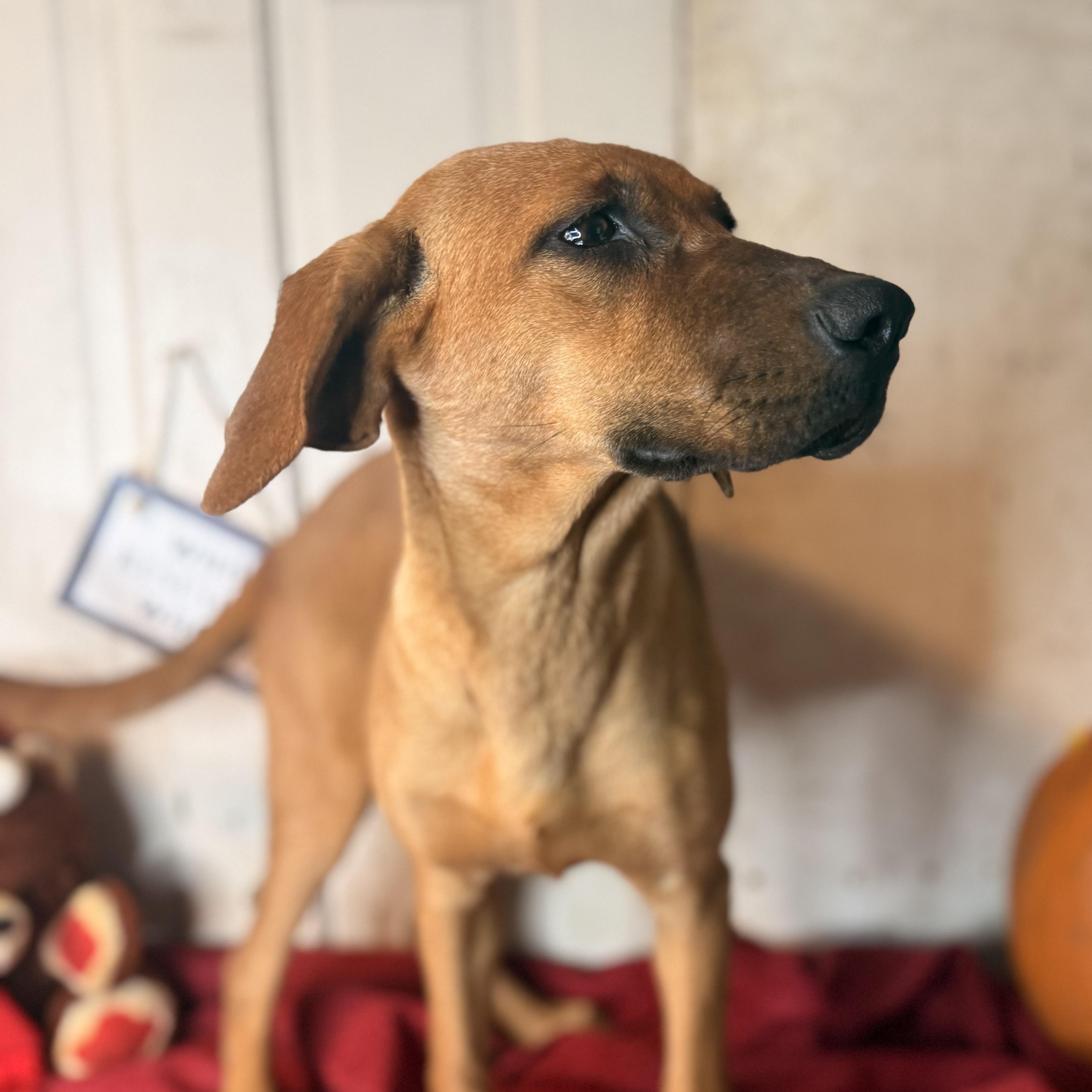 Enlarge Holly, a Adoptable mixed breed in Madison, WI image 2/6