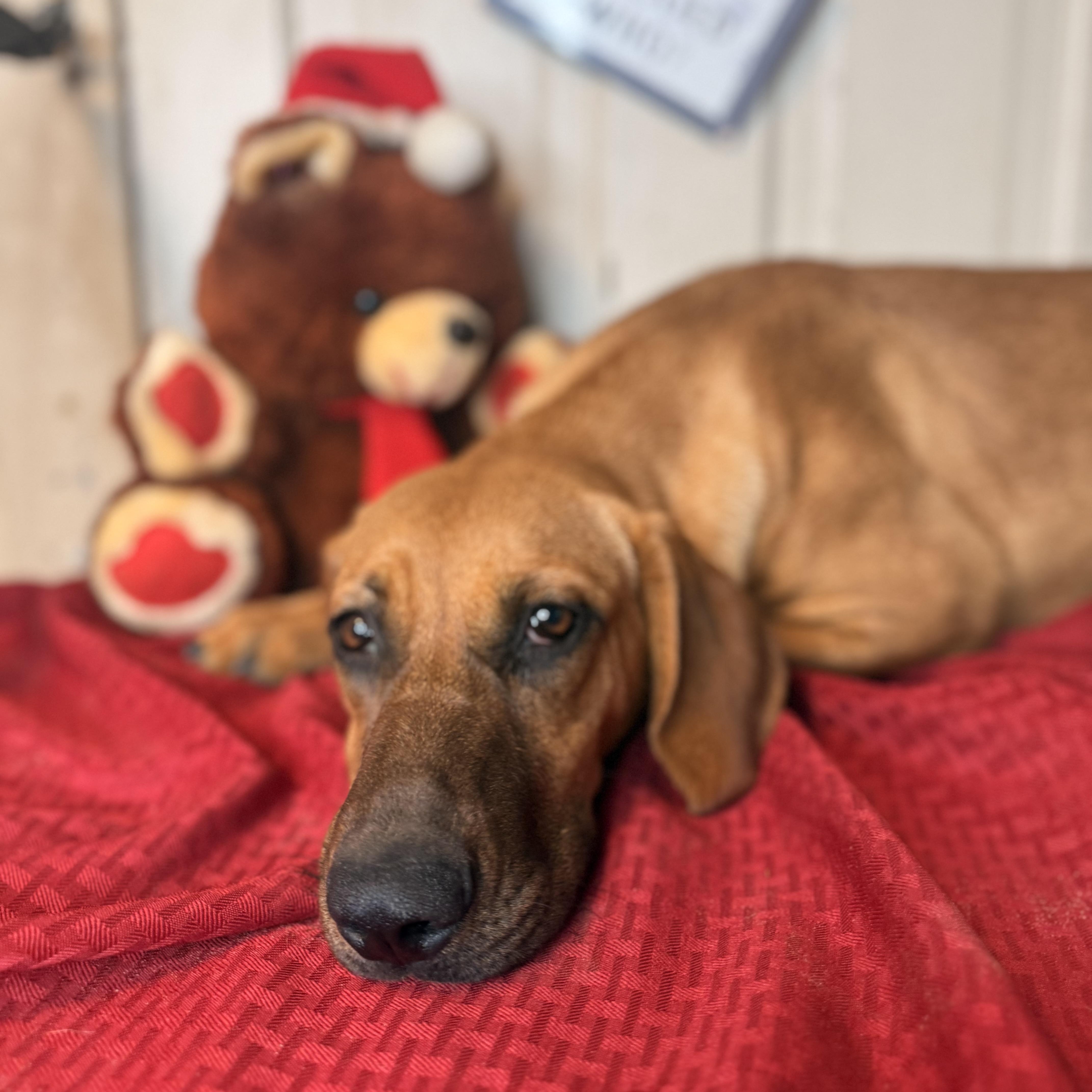 Enlarge Holly, a Adoptable mixed breed in Madison, WI image 5/6