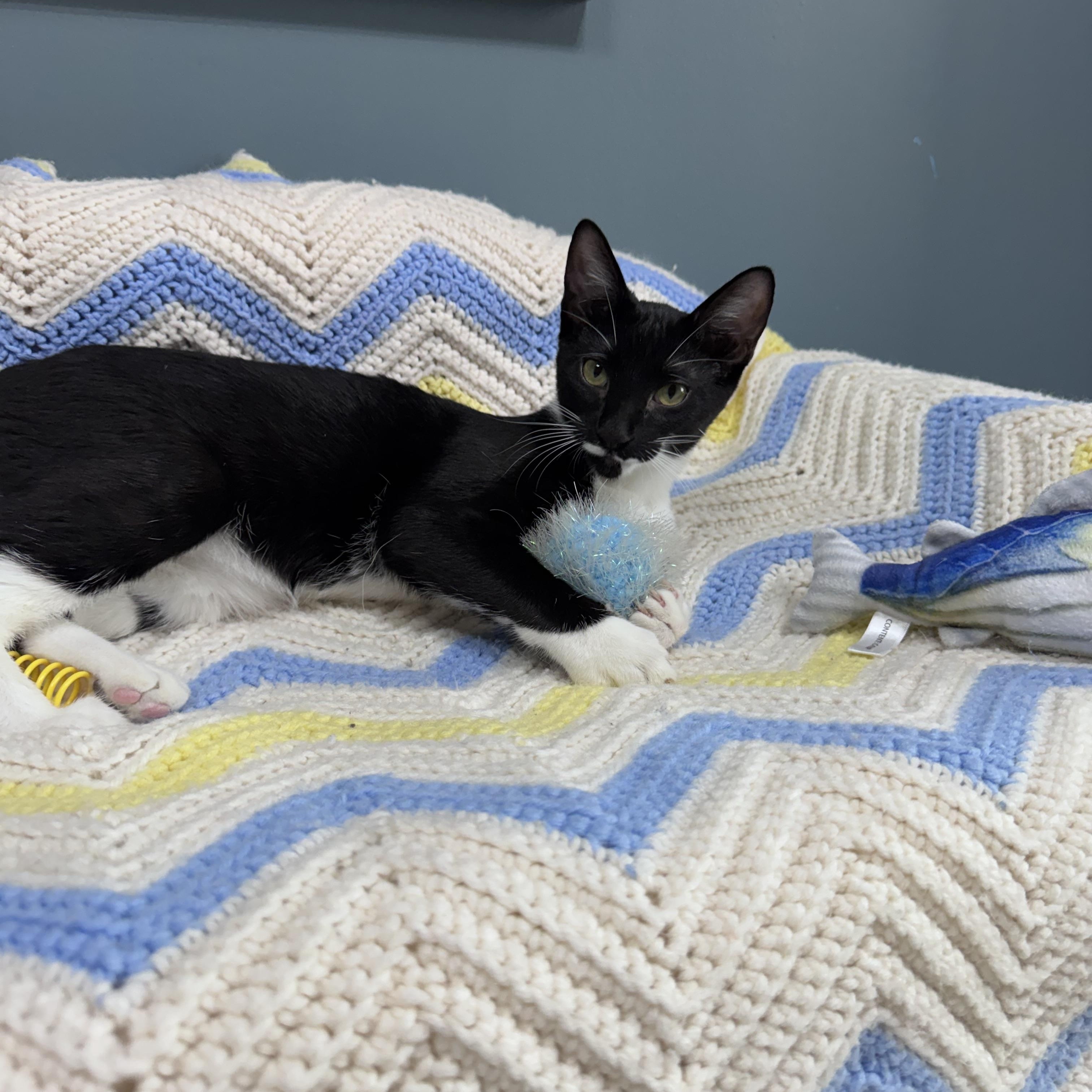 Enlarge 714 - Sylvester, a Adoptable Domestic Short Hair in Sunset Hills, MO image 3/6