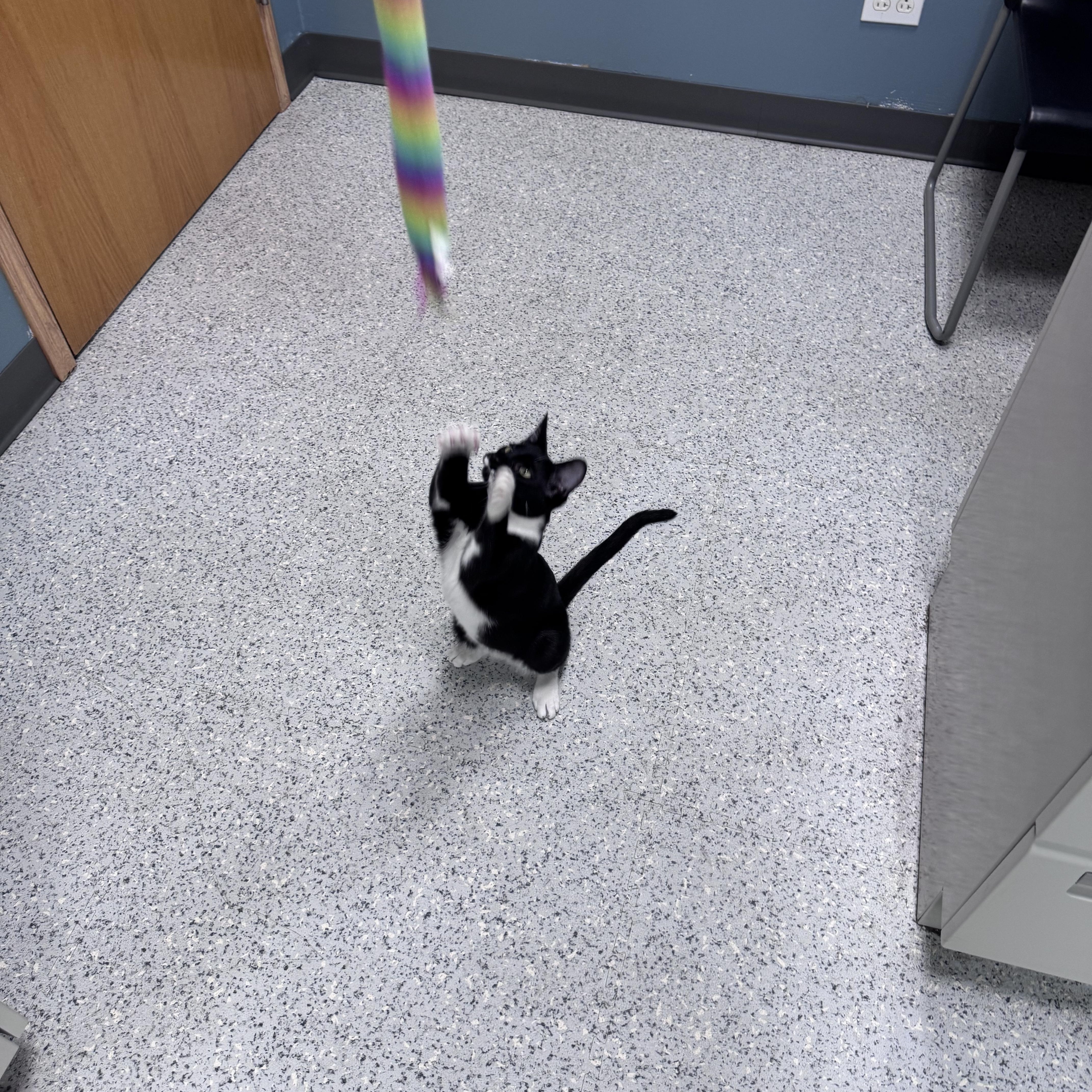 Enlarge 714 - Sylvester, a Adoptable Domestic Short Hair in Sunset Hills, MO image 6/6