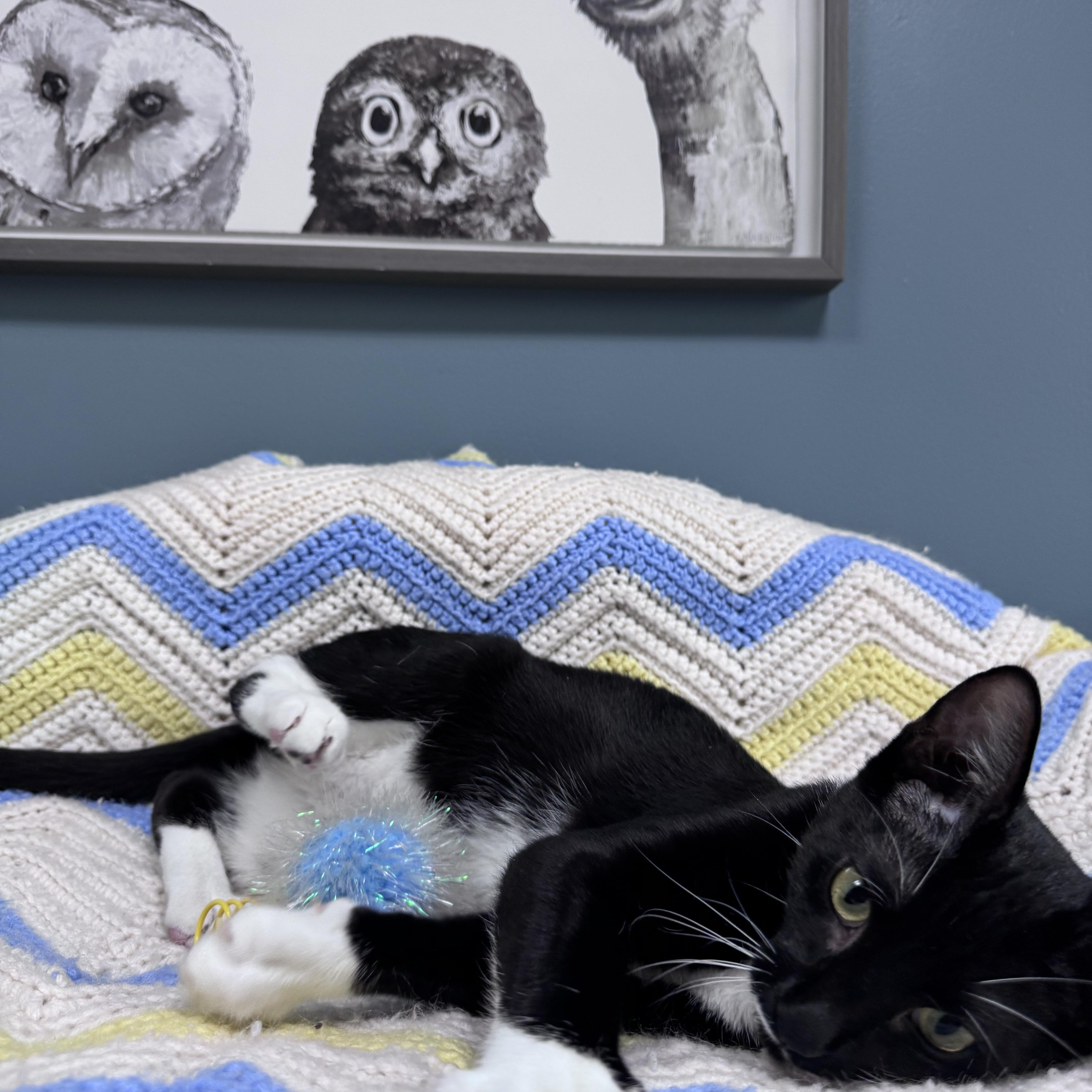Enlarge 714 - Sylvester, a Adoptable Domestic Short Hair in Sunset Hills, MO image 4/6