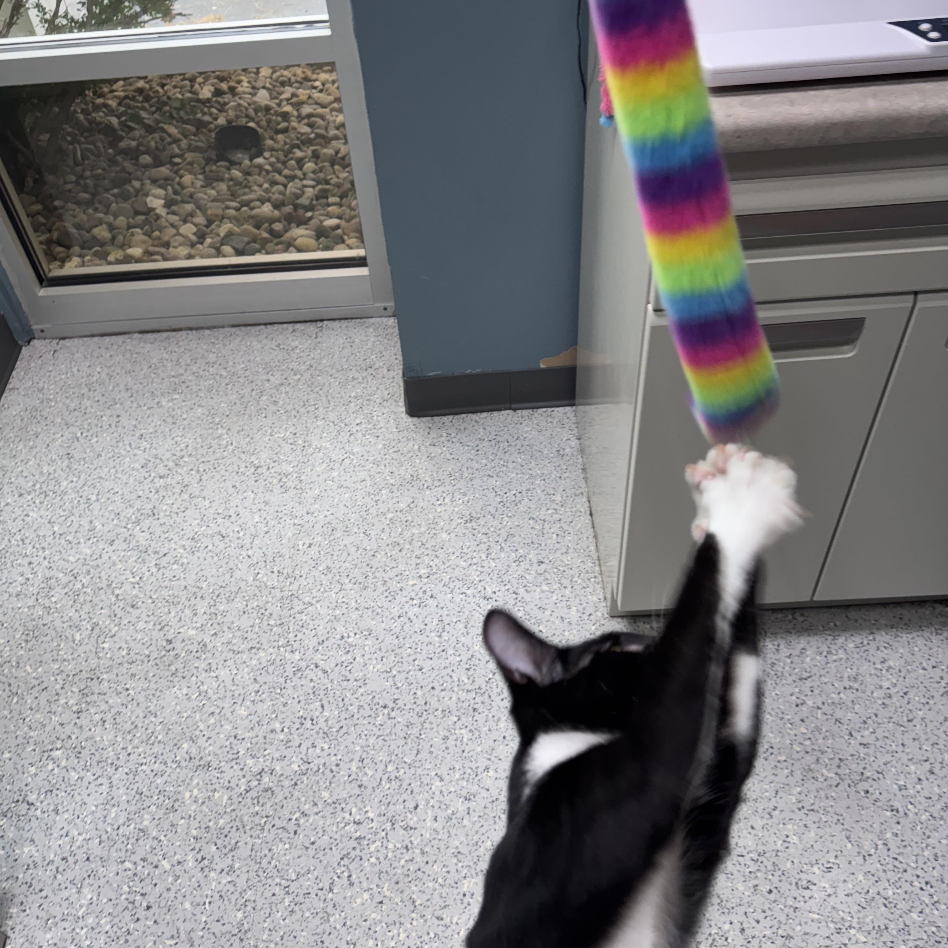 Enlarge 714 - Sylvester, a Adoptable Domestic Short Hair in Sunset Hills, MO image 5/6
