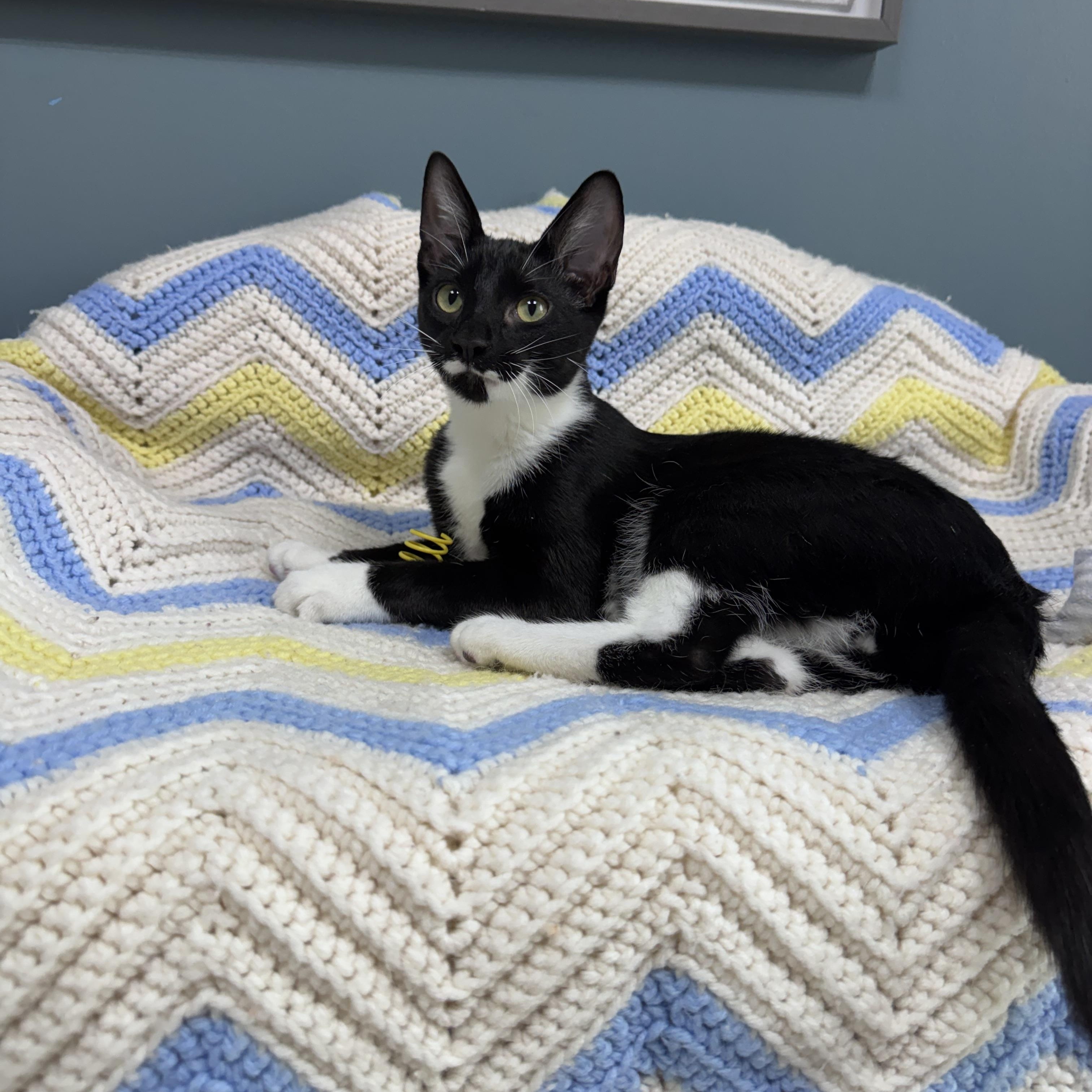 Enlarge 714 - Sylvester, a Adoptable Domestic Short Hair in Sunset Hills, MO image 2/6