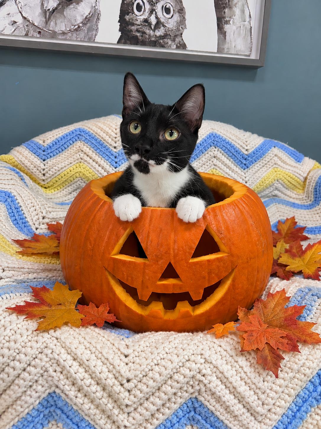 714 - Sylvester, Adoptable, Young Male Domestic Short Hair.