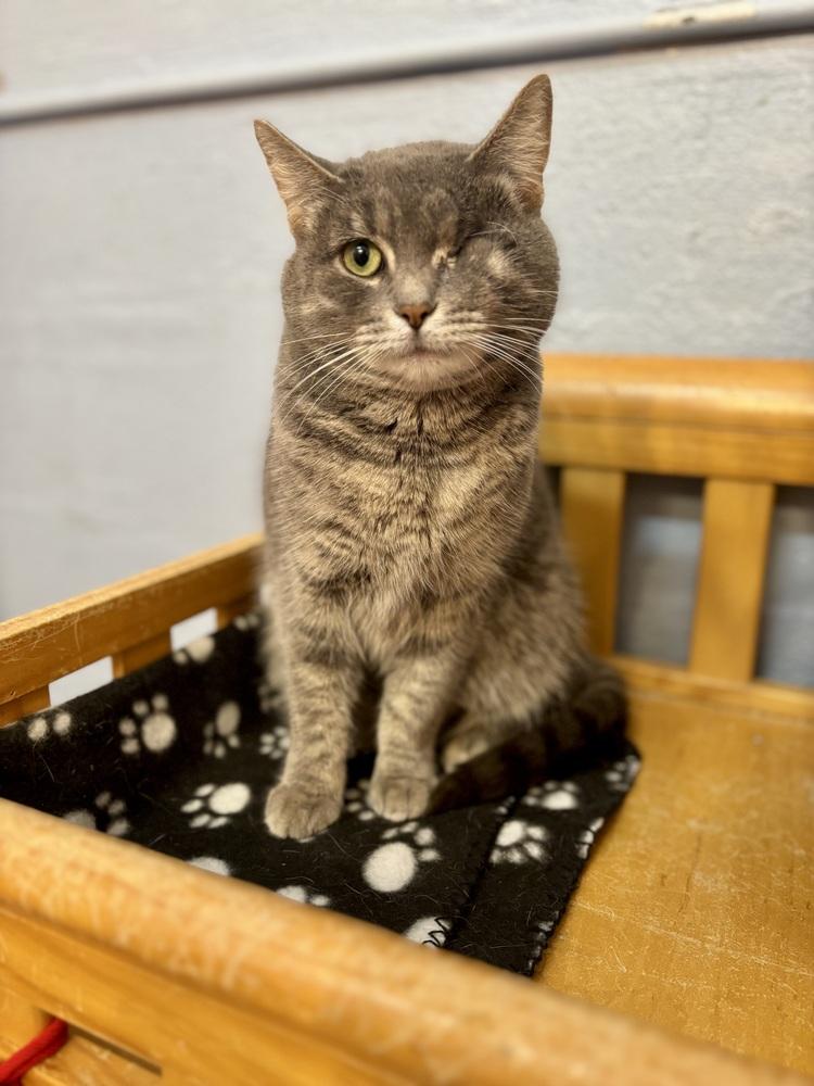 Ruby, Adoptable, Adult Female Domestic Short Hair.