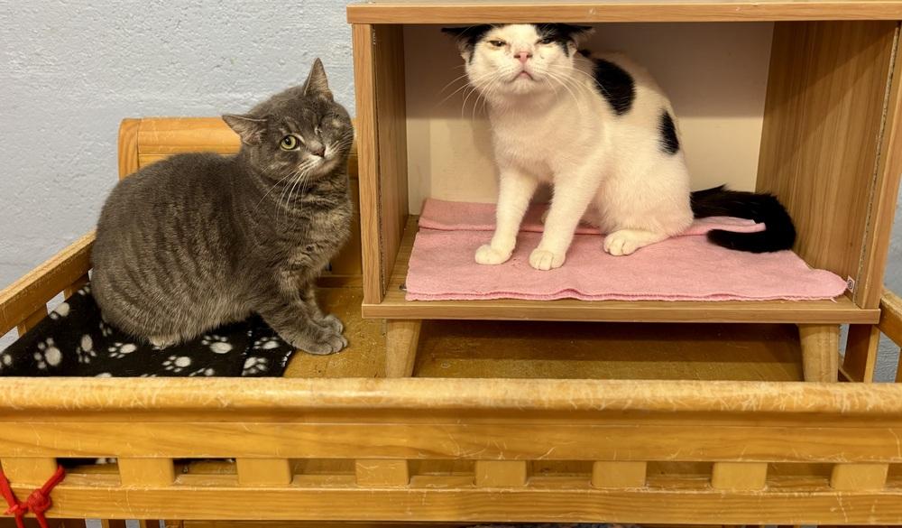 Enlarge Ruby, a Adoptable mixed breed in West Mifflin, PA image 2/6