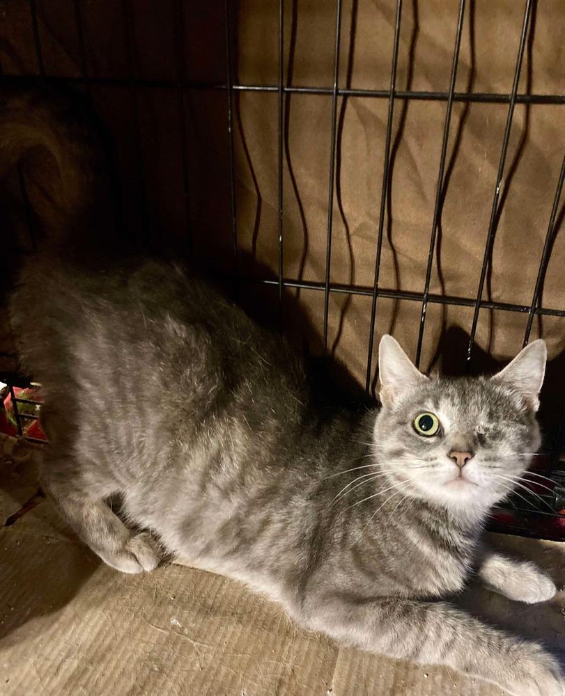 Enlarge Ruby, a Adoptable mixed breed in West Mifflin, PA image 3/6