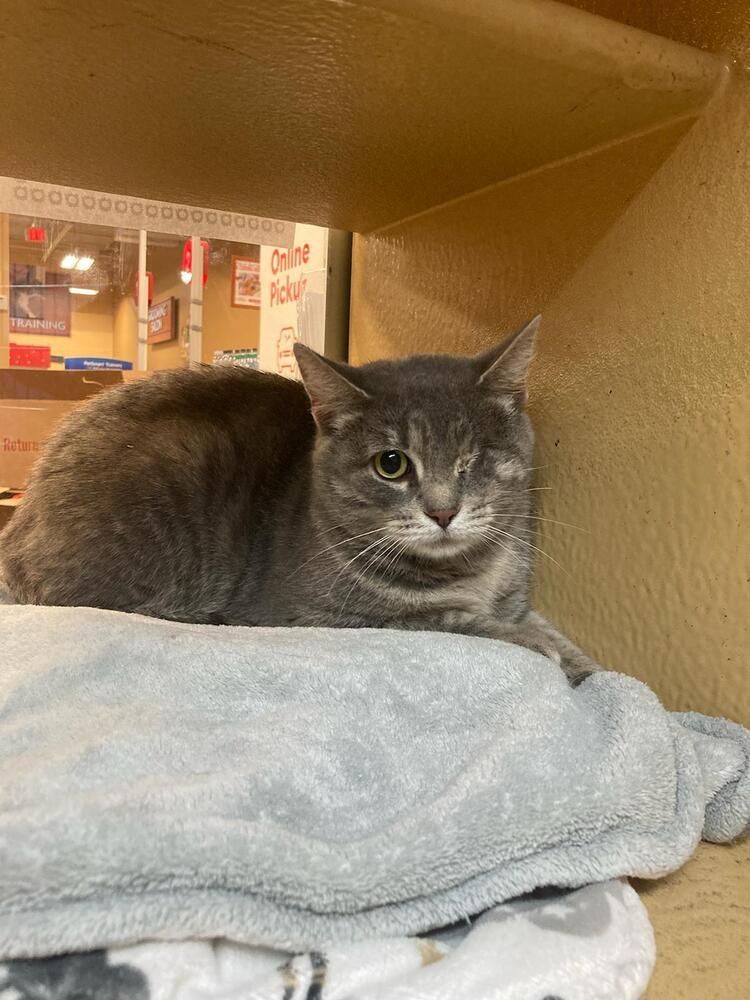 Enlarge Ruby, a Adoptable mixed breed in West Mifflin, PA image 5/6