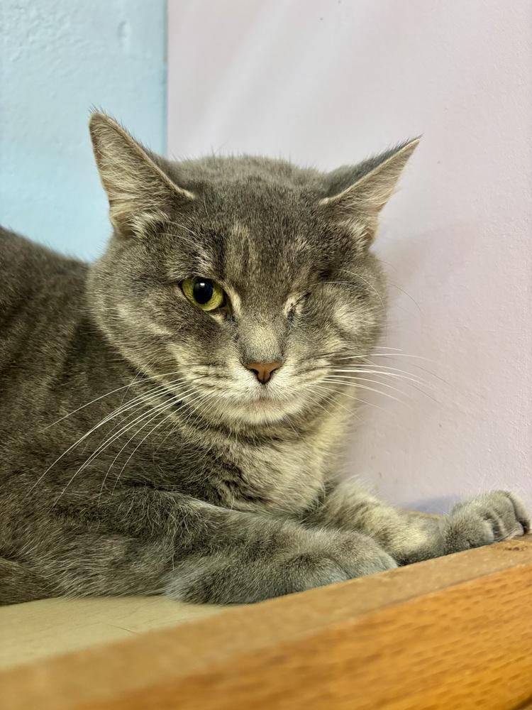 Enlarge Ruby, a Adoptable mixed breed in West Mifflin, PA image 6/6