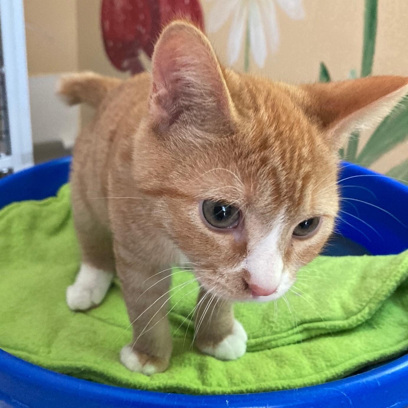 Nacho - Little Orange Cutie, an adopted mixed breed in Hoquiam, WA image 4/4