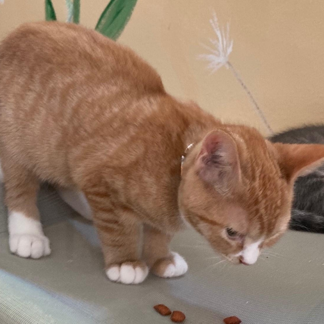 Nacho - Little Orange Cutie, an adopted mixed breed in Hoquiam, WA image 3/4