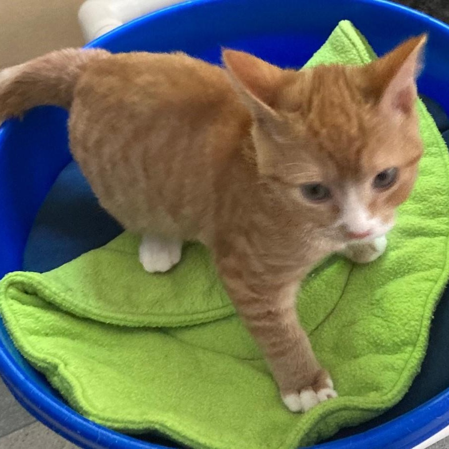 Nacho - Little Orange Cutie, an adopted mixed breed in Hoquiam, WA image 2/4