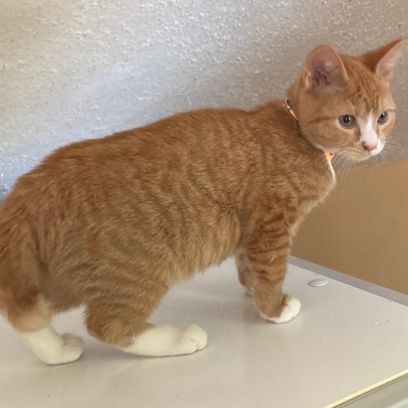 Nacho - Little Orange Cutie, an adopted mixed breed in Hoquiam, WA image 1/4