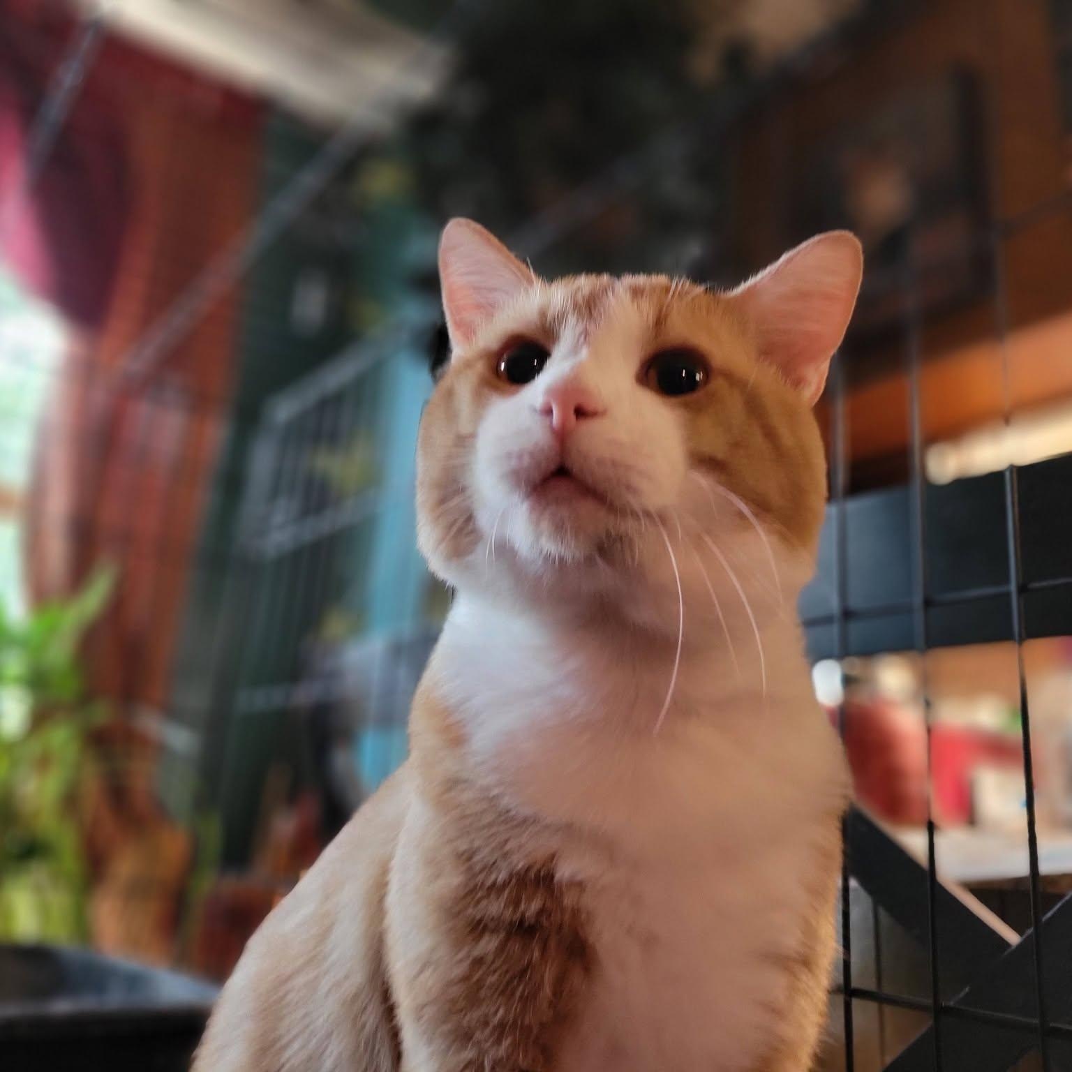Enlarge Leonardo Di-Catio, a Adopted mixed breed in Oklahoma City, OK image 2/2