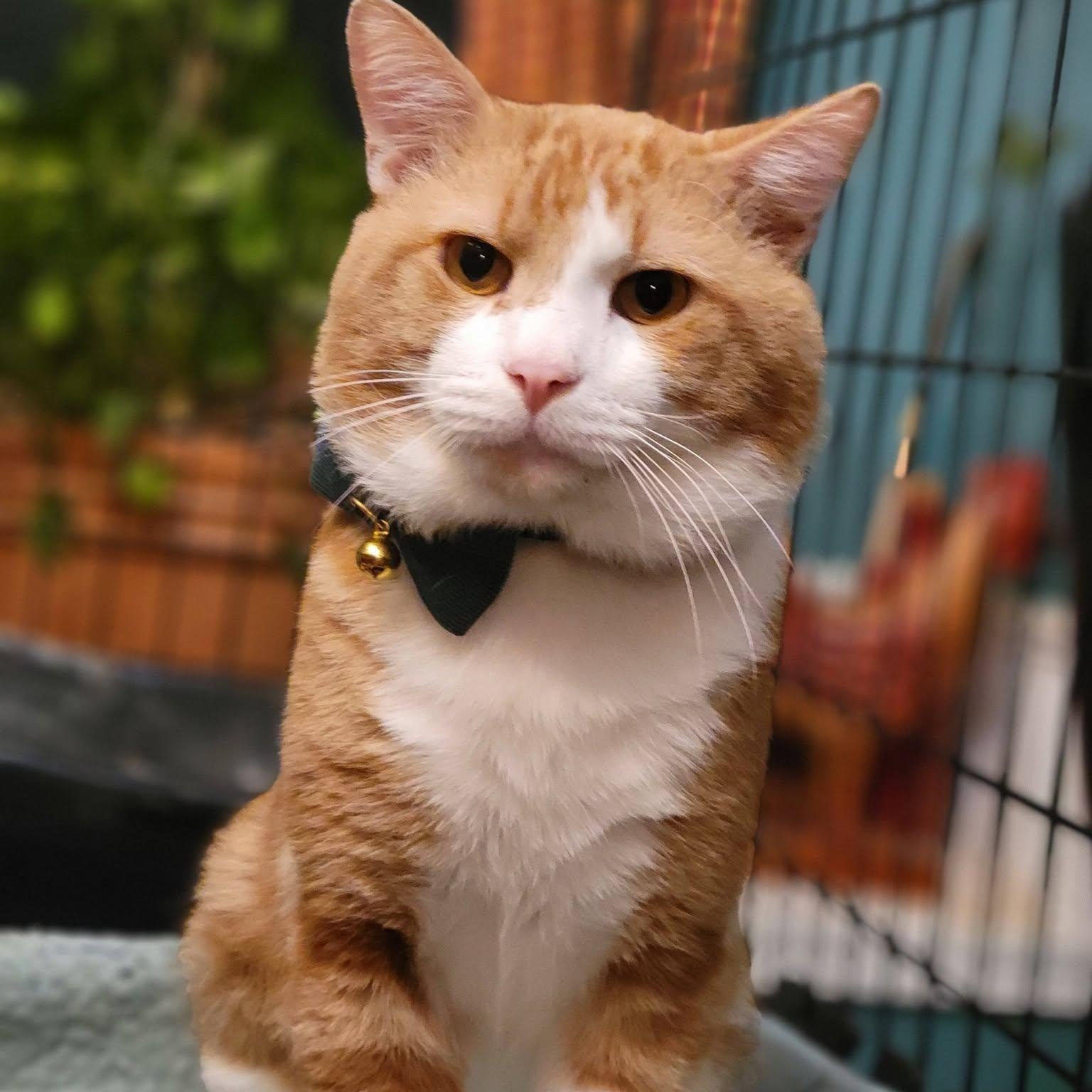 Leonardo Di-Catio, Adopted, Young Male Domestic Short Hair.