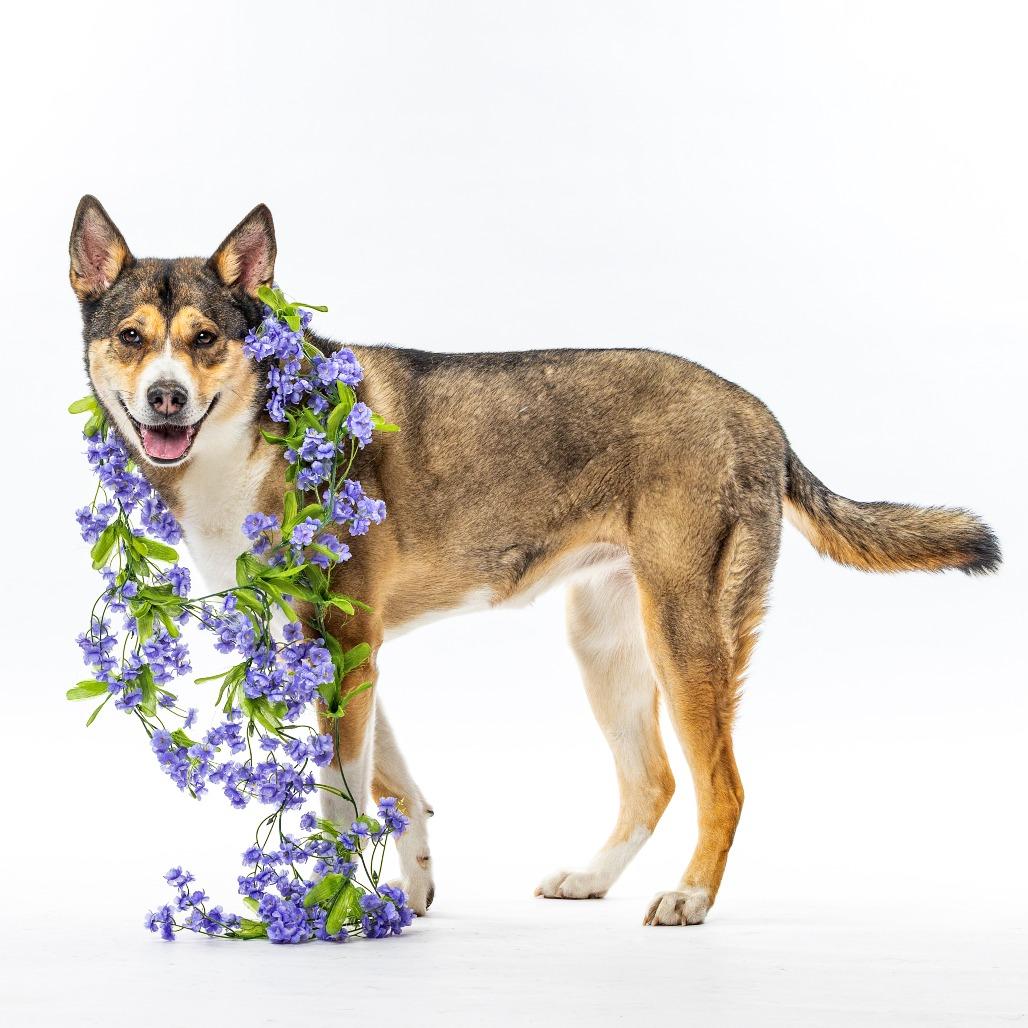 Leia, Adoptable, Senior Female Alaskan Malamute & Chow Chow.