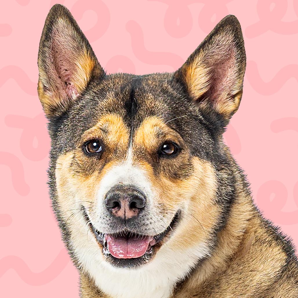 Enlarge Leia, a Adoptable mixed breed in Reno, NV image 2/6