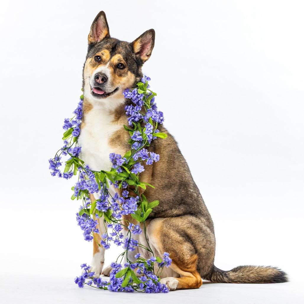Enlarge Leia, a Adoptable mixed breed in Reno, NV image 3/6