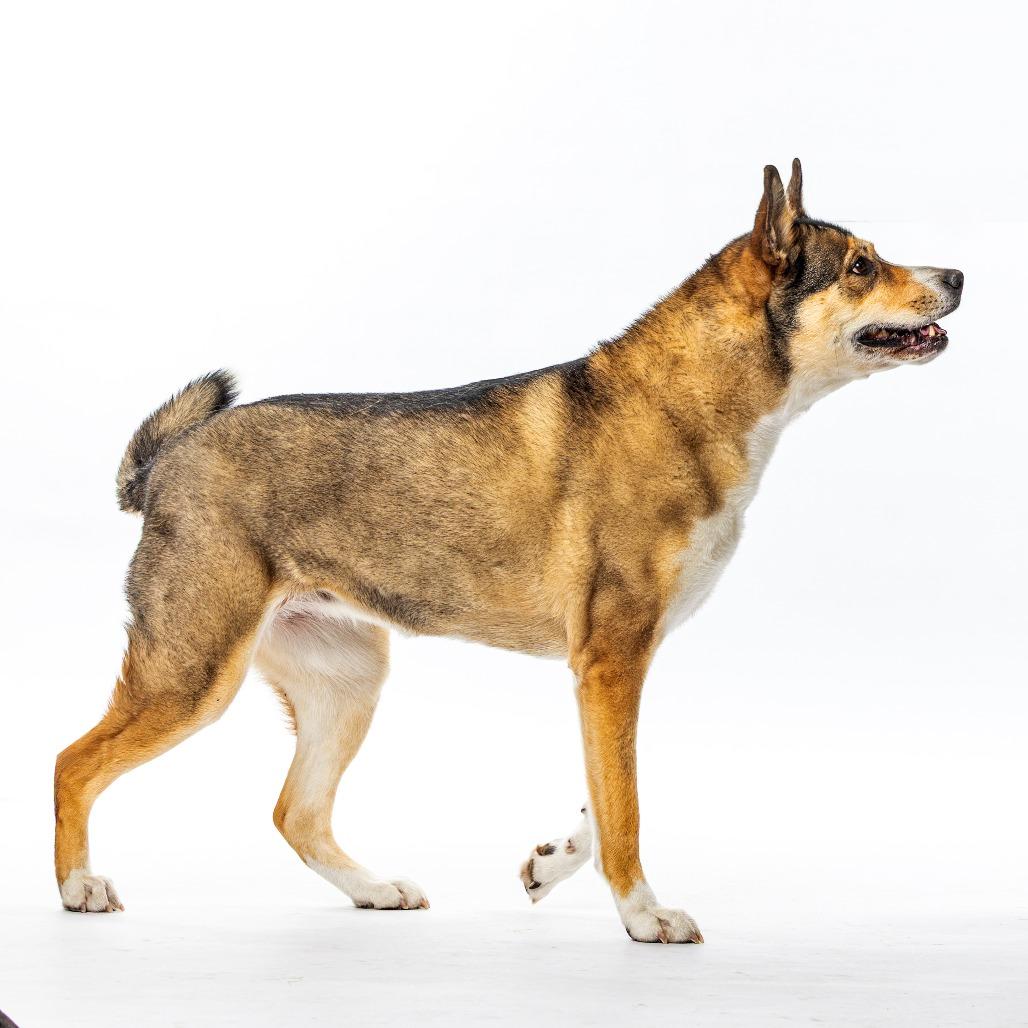 Enlarge Leia, a Adoptable mixed breed in Reno, NV image 4/6