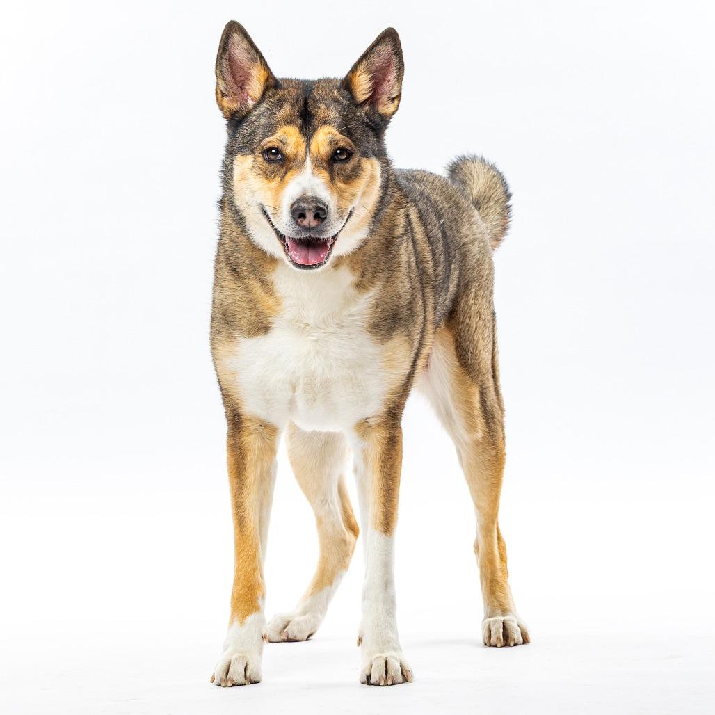 Enlarge Leia, a Adoptable mixed breed in Reno, NV image 5/6
