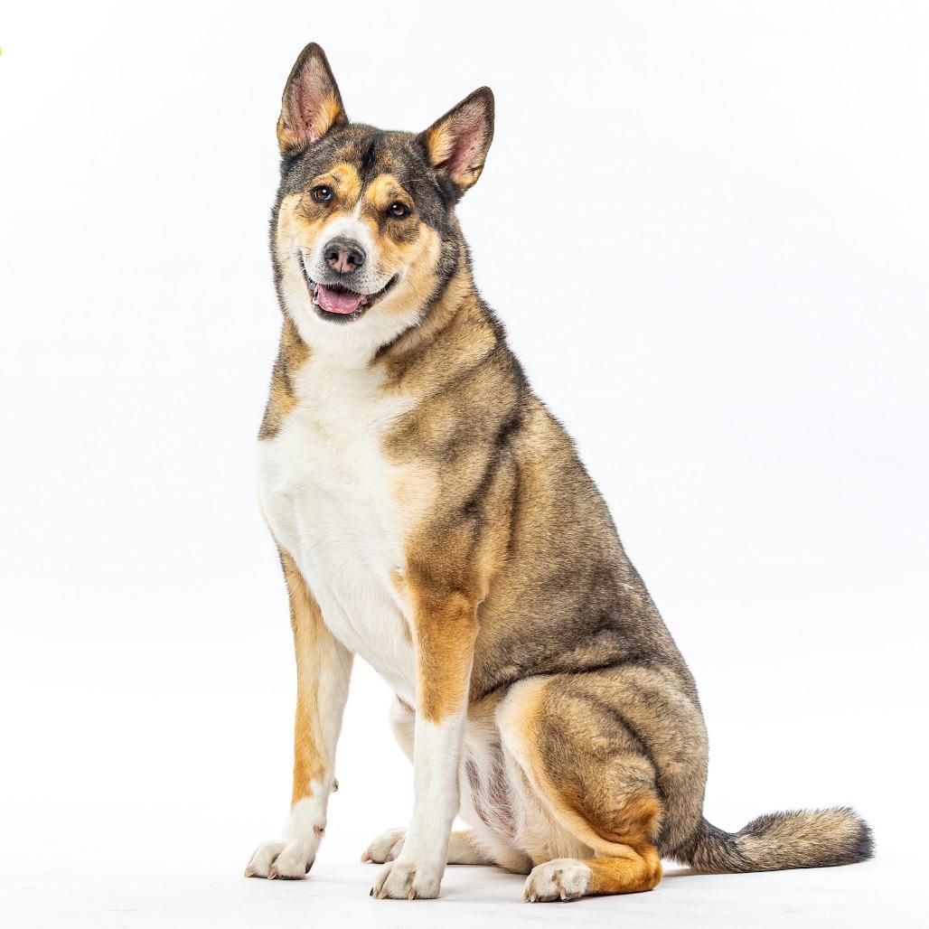 Enlarge Leia, a Adoptable mixed breed in Reno, NV image 6/6