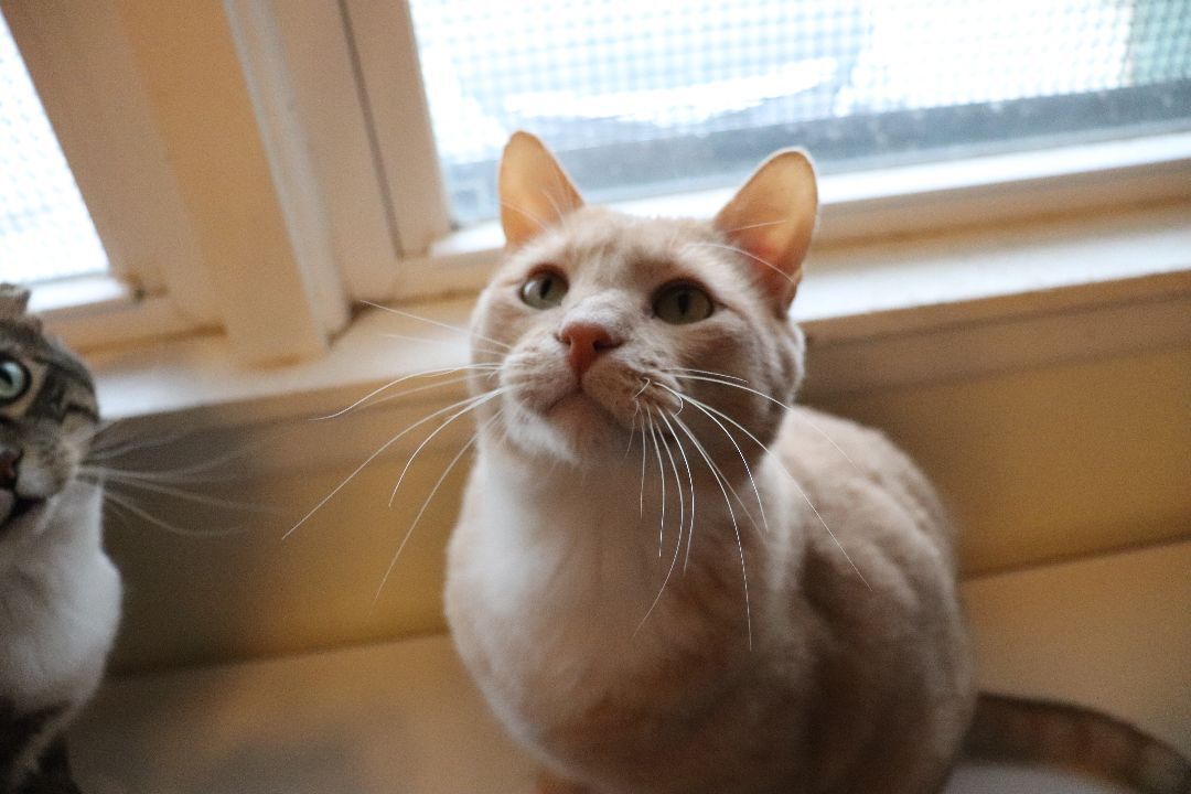 Sidney, an adopted Domestic Short Hair in Moline, IL_image-1