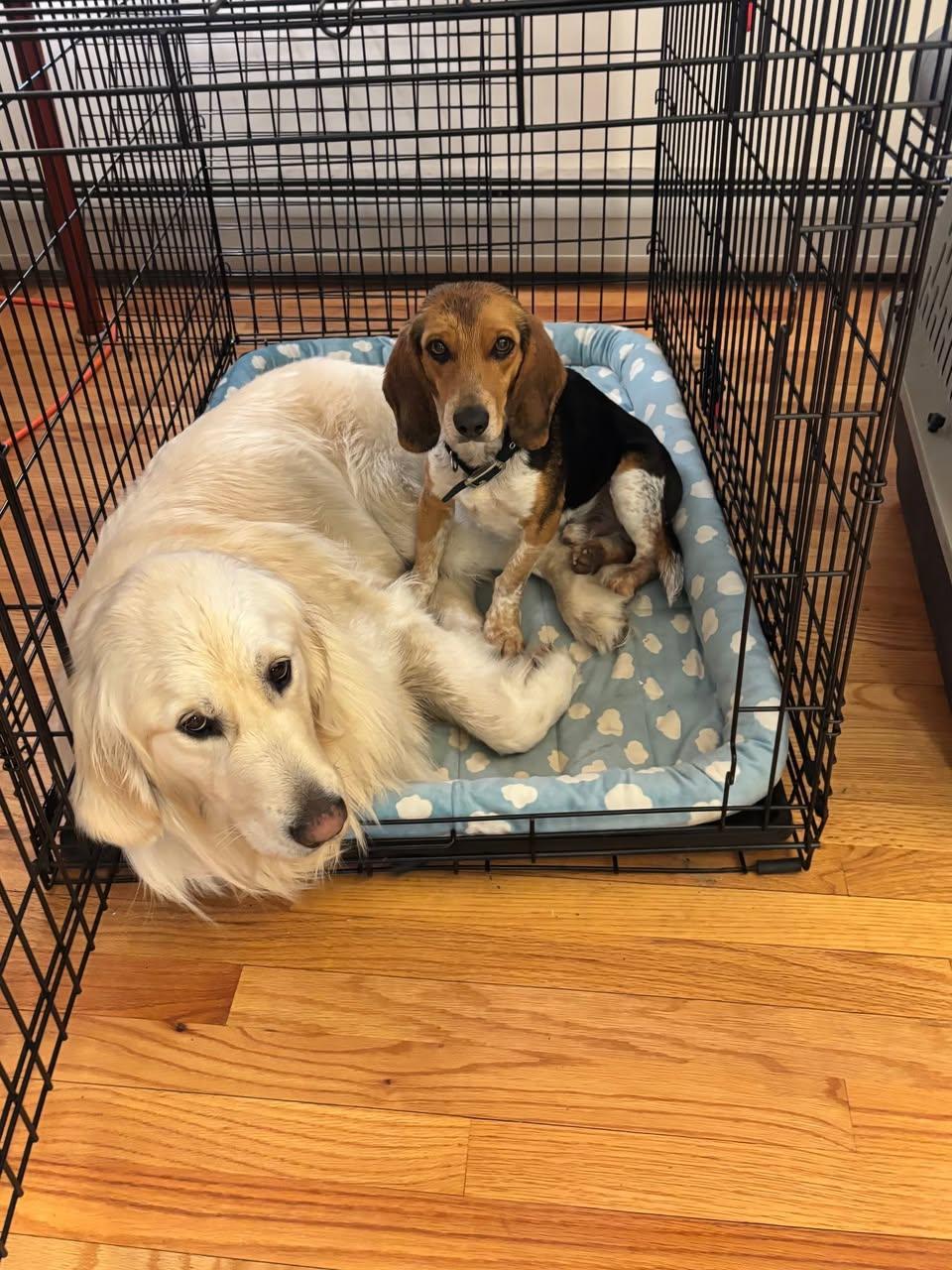 Enlarge Hayward, a ADOPTABLE mixed breed in St. Albans, VT image 2/2