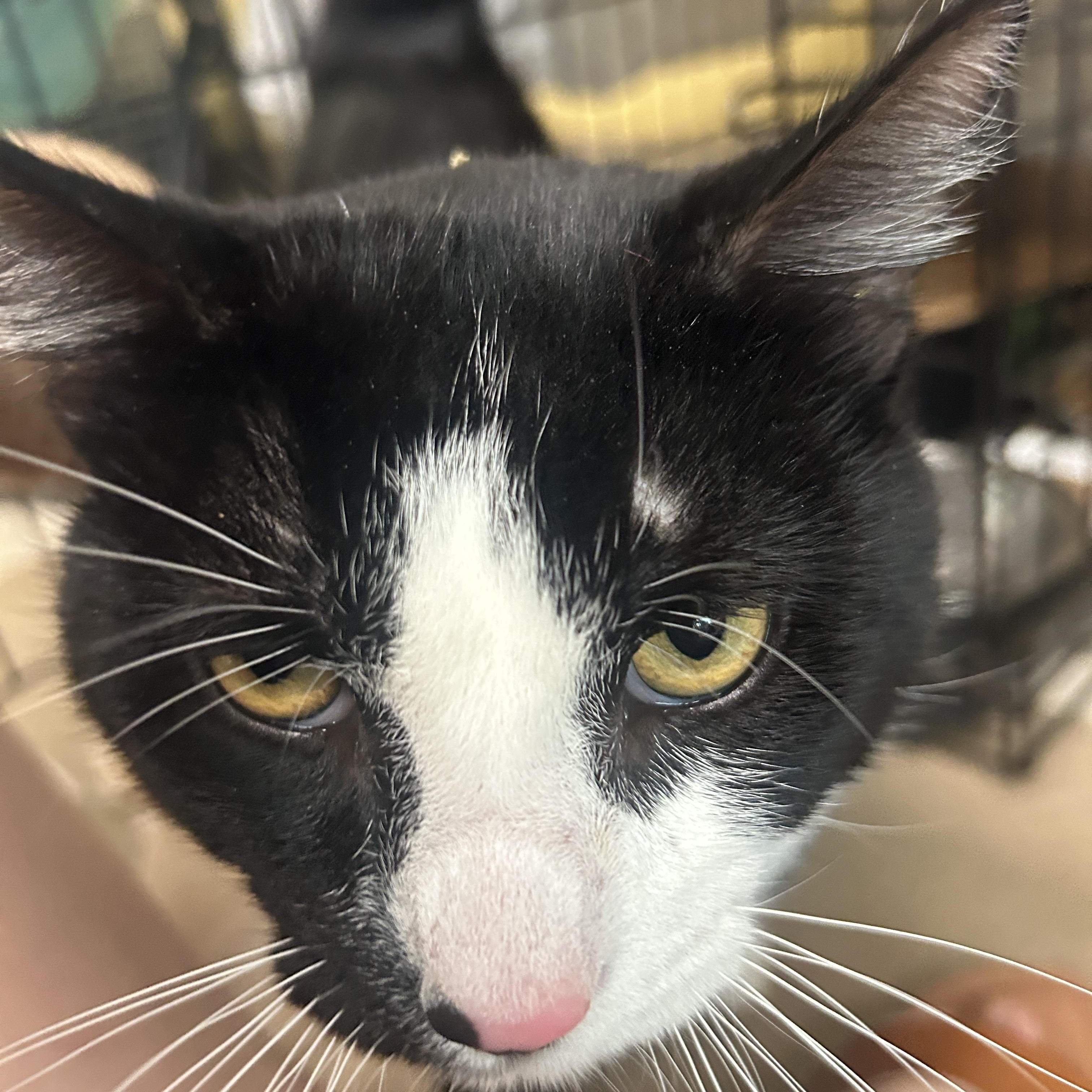 Joey, a Adoptable Domestic Short Hair in North East, MD image 2/2
