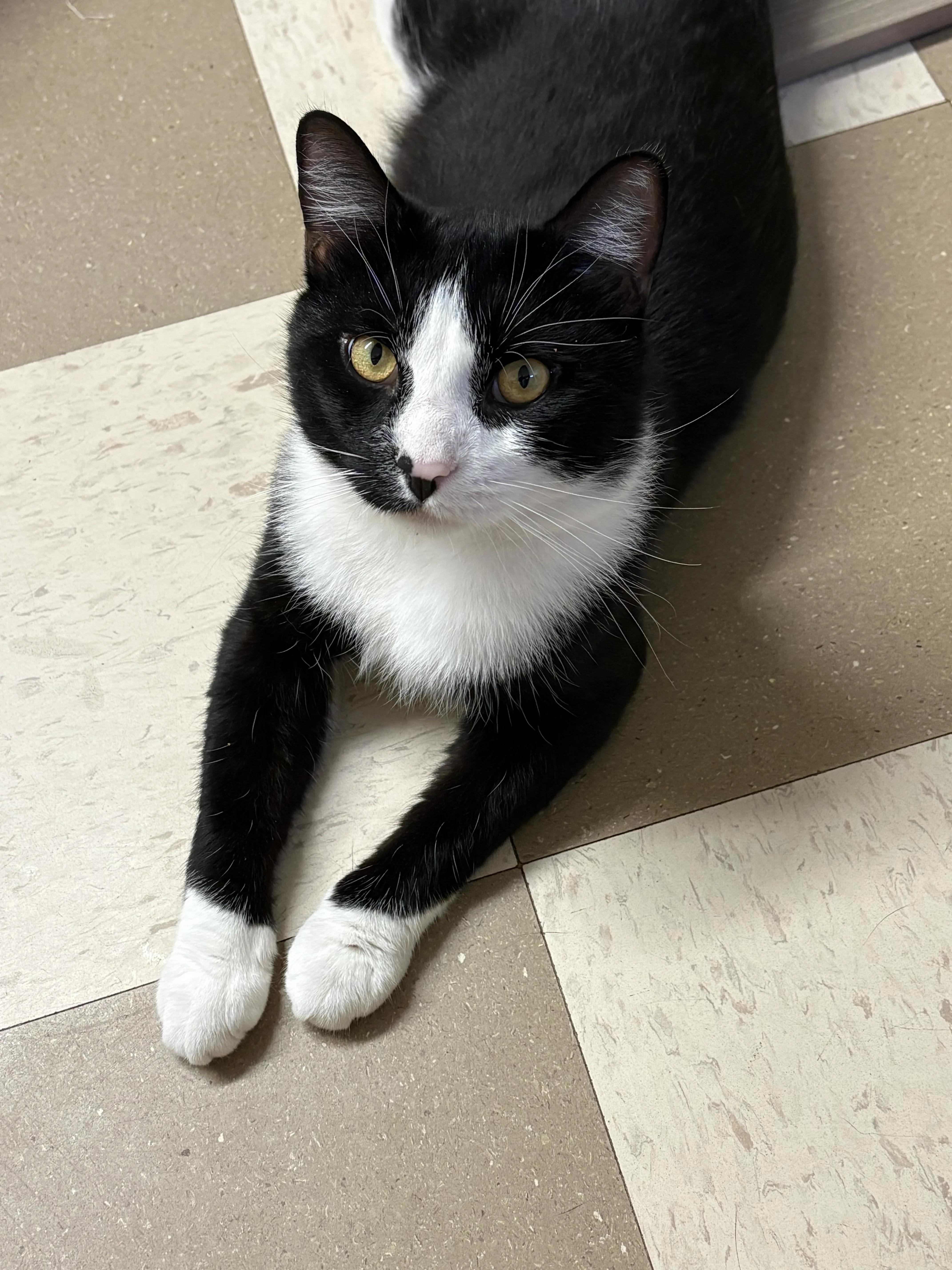 Joey, Adoptable, Young Male Domestic Short Hair.