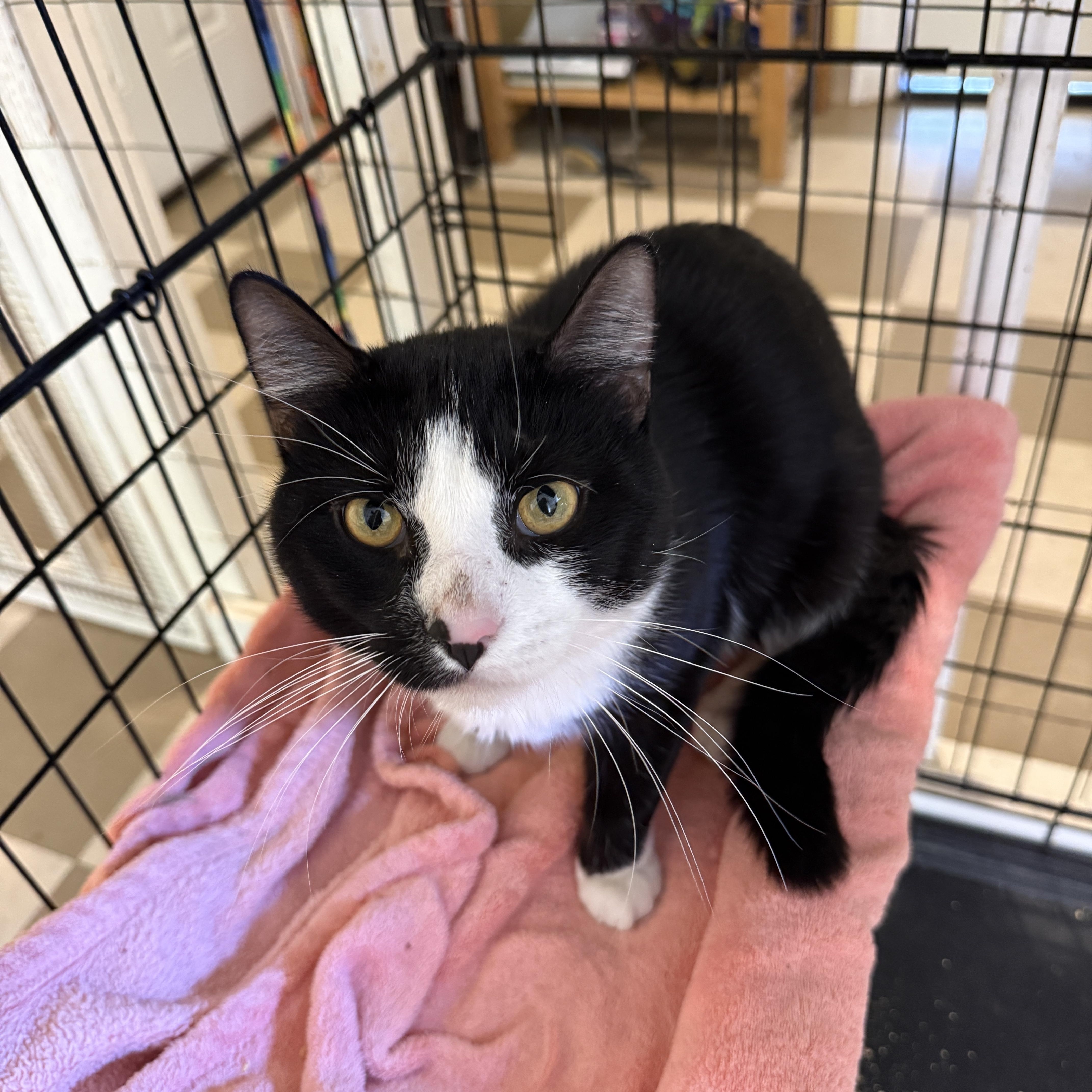 Joey, a Adoptable Domestic Short Hair in North East, MD image 1/2