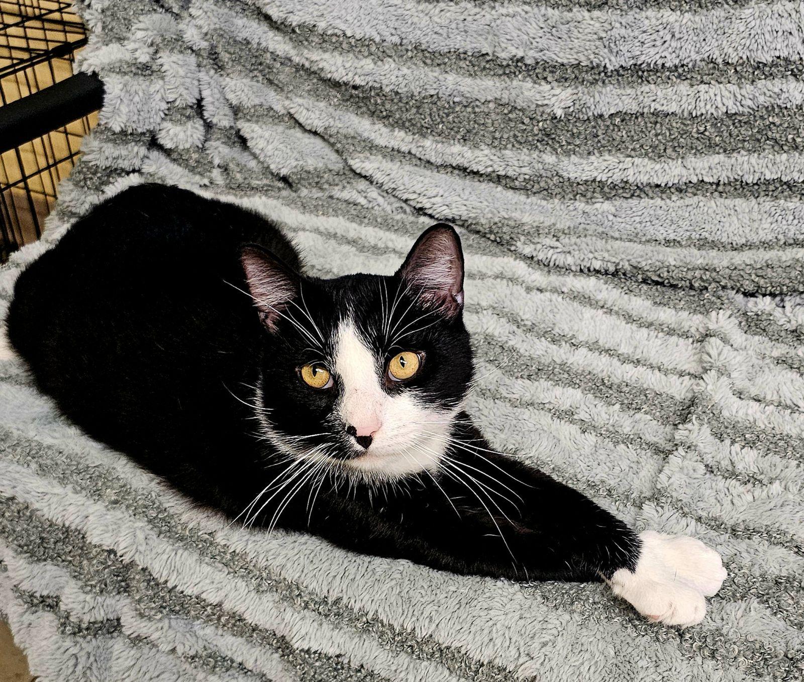 Joey, a Adoptable Domestic Short Hair in North East, MD image 3/3