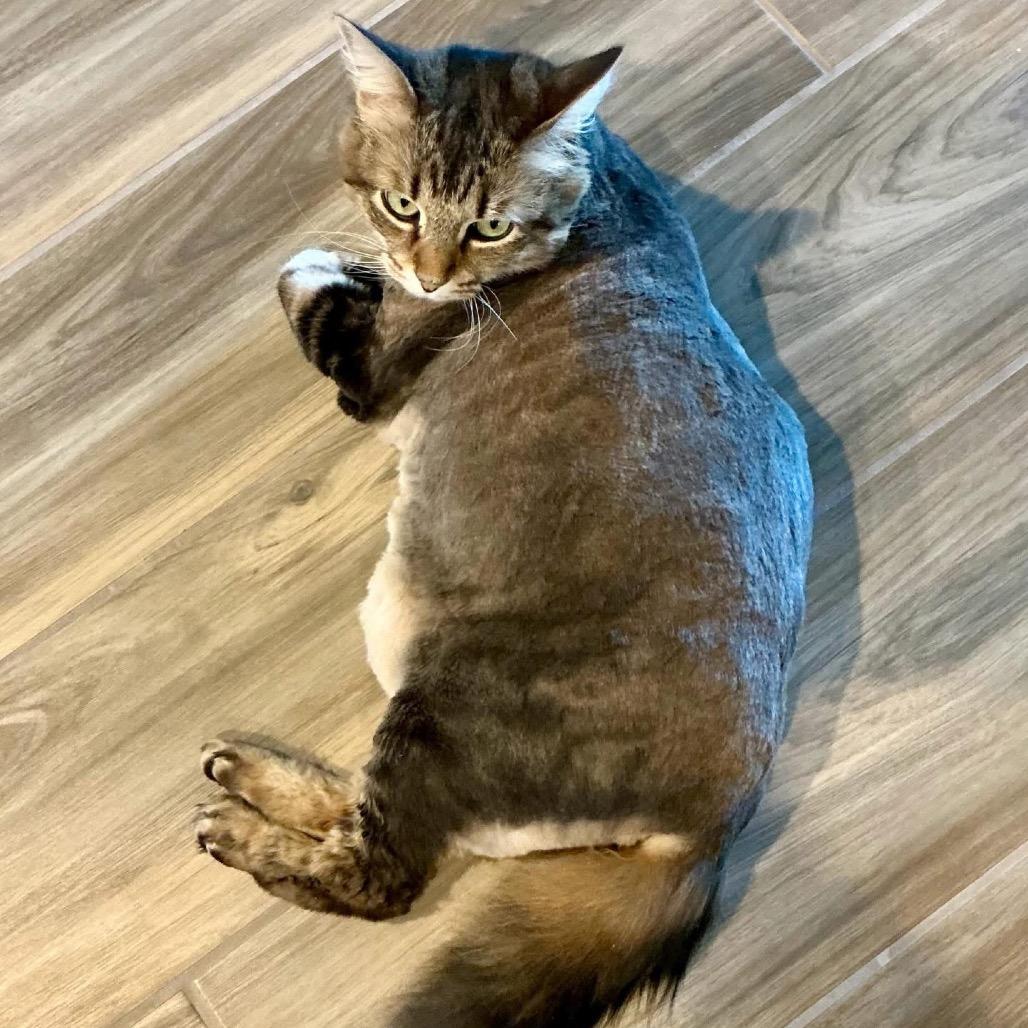 Enlarge The Goddess Athena, a Adoptable Domestic Long Hair in Boerne, TX image 3/4