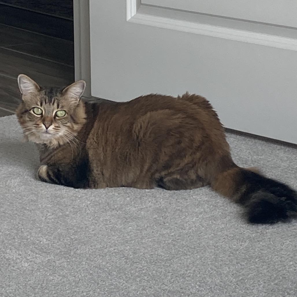Enlarge The Goddess Athena, a Adoptable Domestic Long Hair in Boerne, TX image 1/6