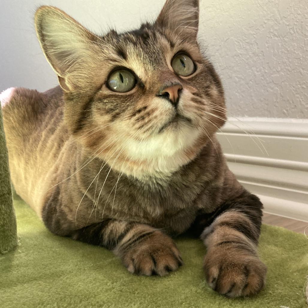 Enlarge The Goddess Athena, a Adoptable Domestic Long Hair in Boerne, TX image 2/4