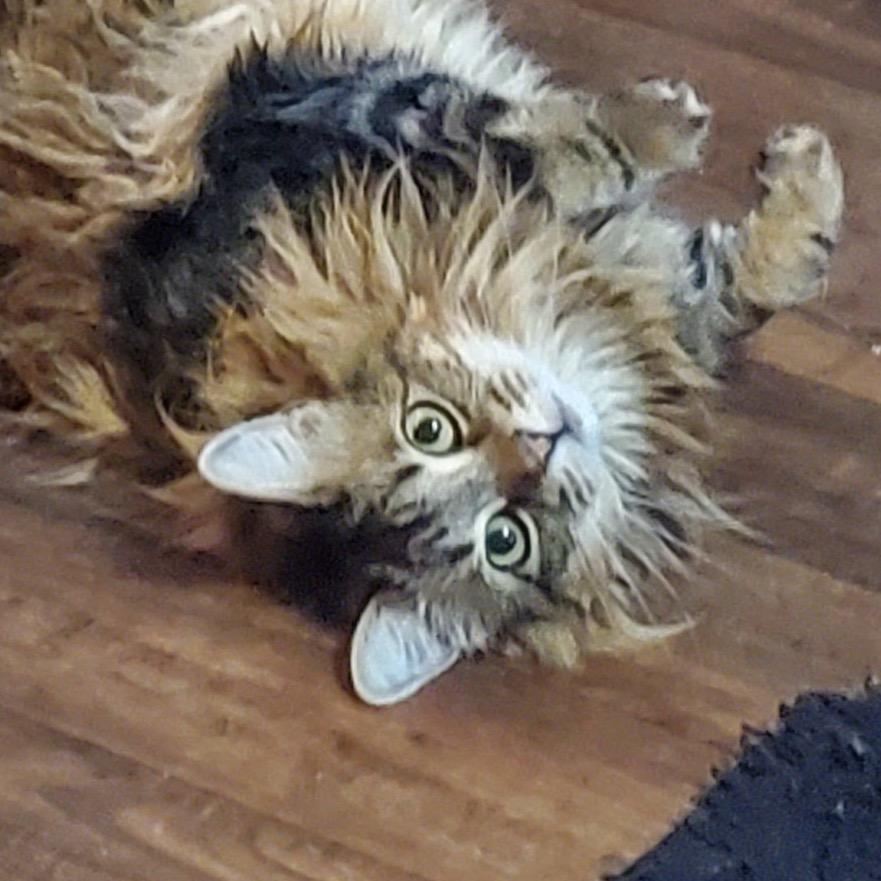 The Goddess Athena, Adoptable, Adult Female Domestic Long Hair.