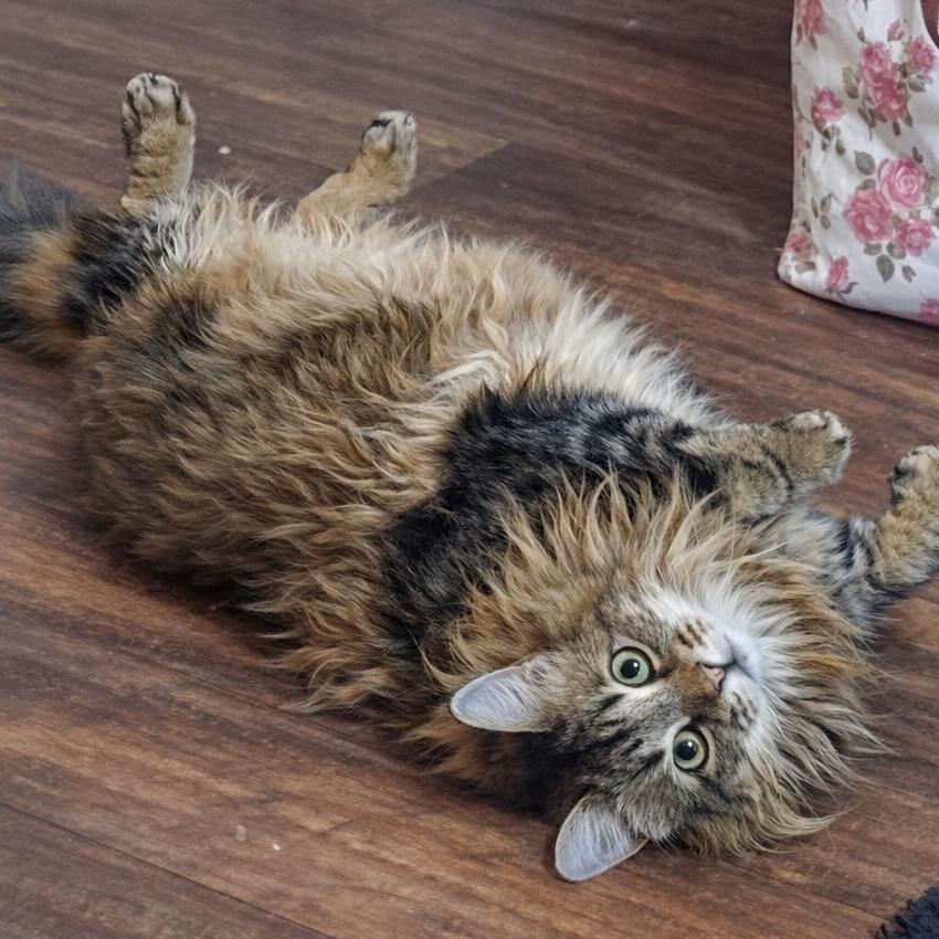 The Goddess Athena, Adoptable, Adult Female Domestic Long Hair.