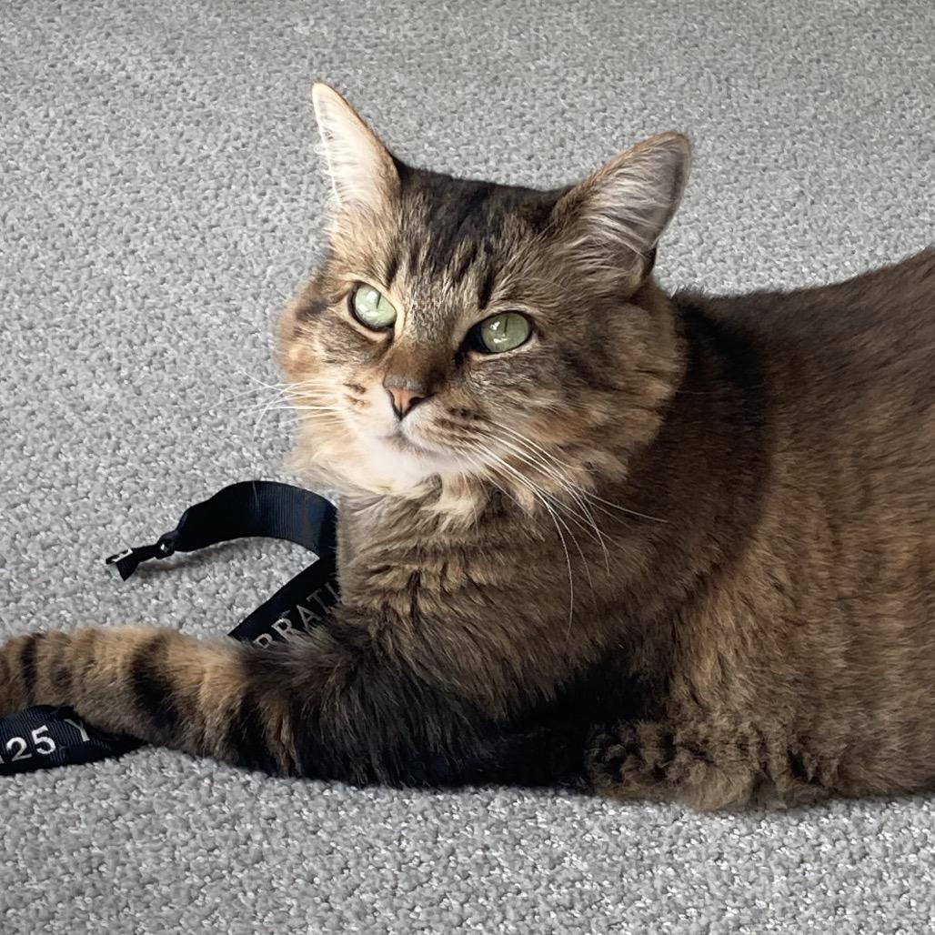 Enlarge The Goddess Athena, a Adoptable Domestic Long Hair in Boerne, TX image 3/6