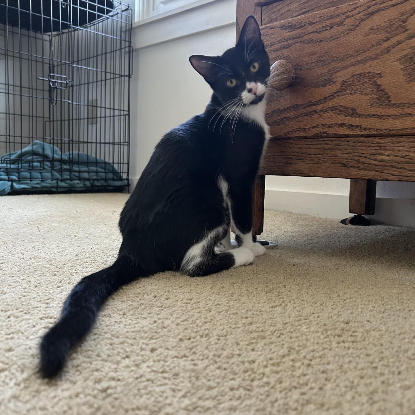 Enlarge Grisham, a Adoptable Domestic Short Hair in Springdale, AR image 2/4