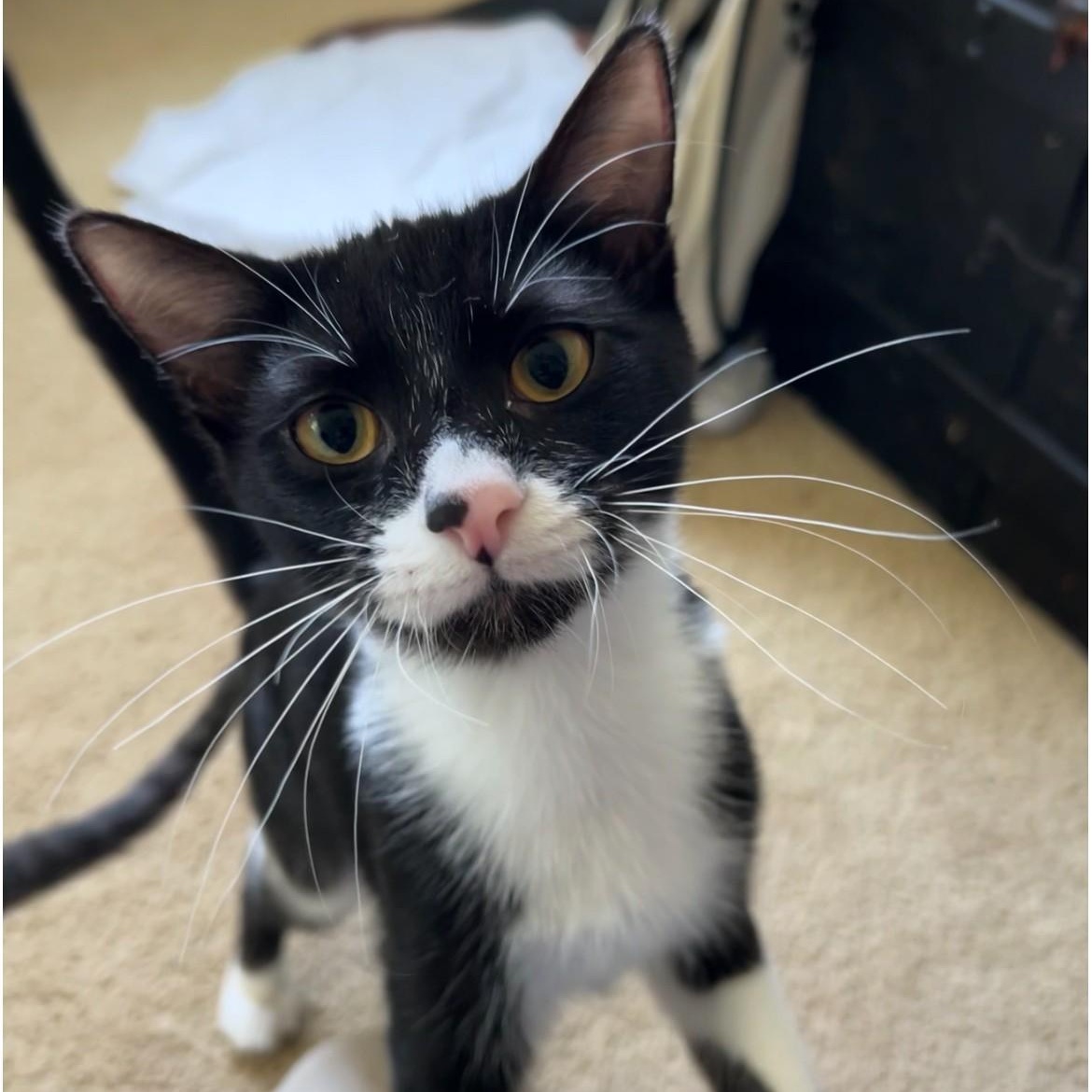Grisham, Adoptable, Kitten Male Domestic Short Hair.