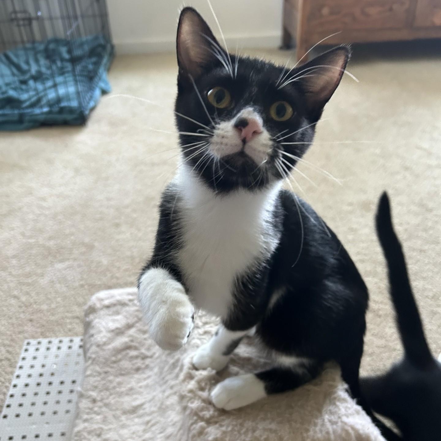 Enlarge Grisham, a Adoptable Domestic Short Hair in Springdale, AR image 3/4