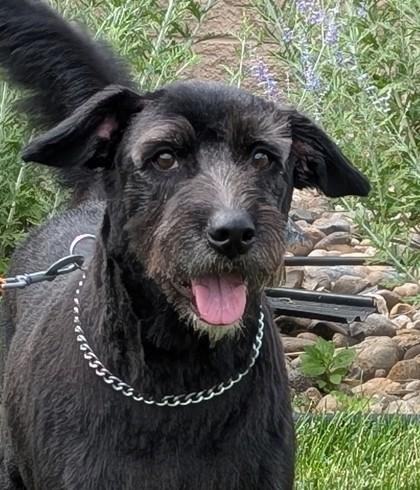 Duke, Adoptable, Adult Male German Wirehaired Pointer & Mixed Breed.