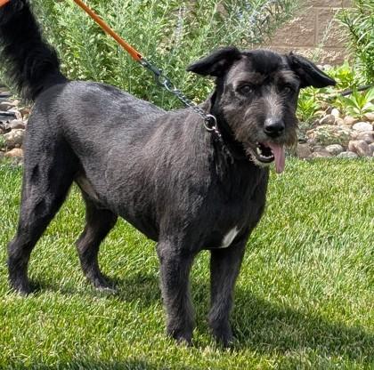 Duke, a Adoptable mixed breed in Hastings, NE image 2/3