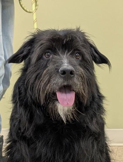 Duke, a Adoptable mixed breed in Hastings, NE image 3/3