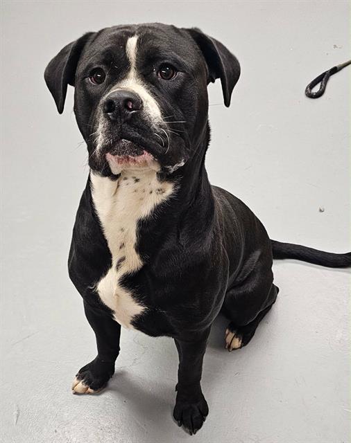 Enlarge Cheeseburger, a ADOPTABLE mixed breed in Phoenix, OR image 2/3