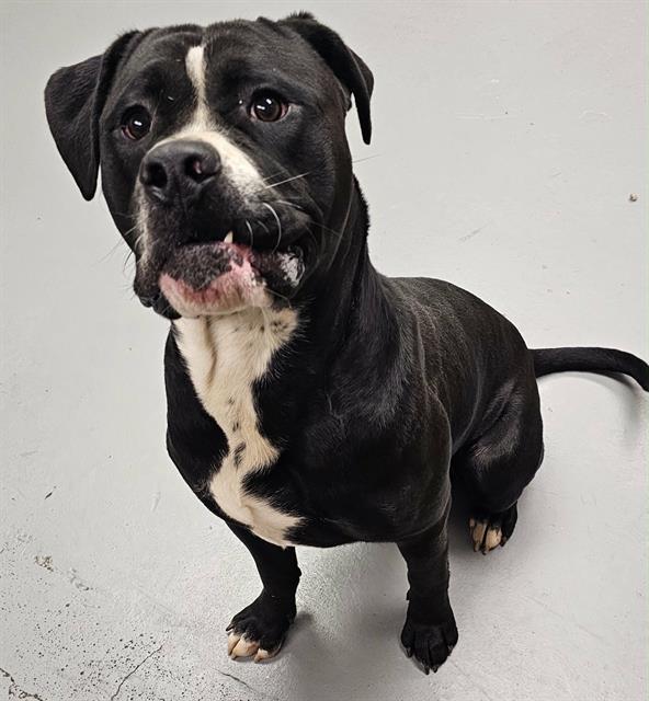 Enlarge Cheeseburger, a ADOPTABLE mixed breed in Phoenix, OR image 3/3