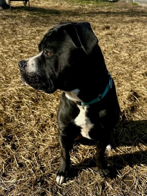 Enlarge Cheeseburger, a ADOPTABLE mixed breed in Phoenix, OR image 4/4