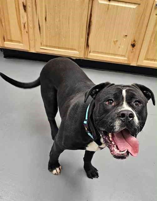 Enlarge Cheeseburger, a ADOPTABLE mixed breed in Phoenix, OR image 1/3