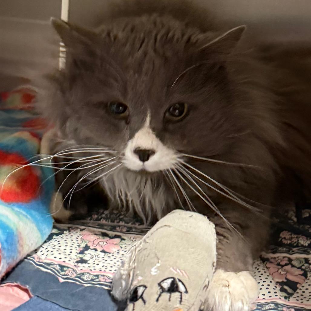 George, Adoptable, Adult Male Domestic Long Hair.