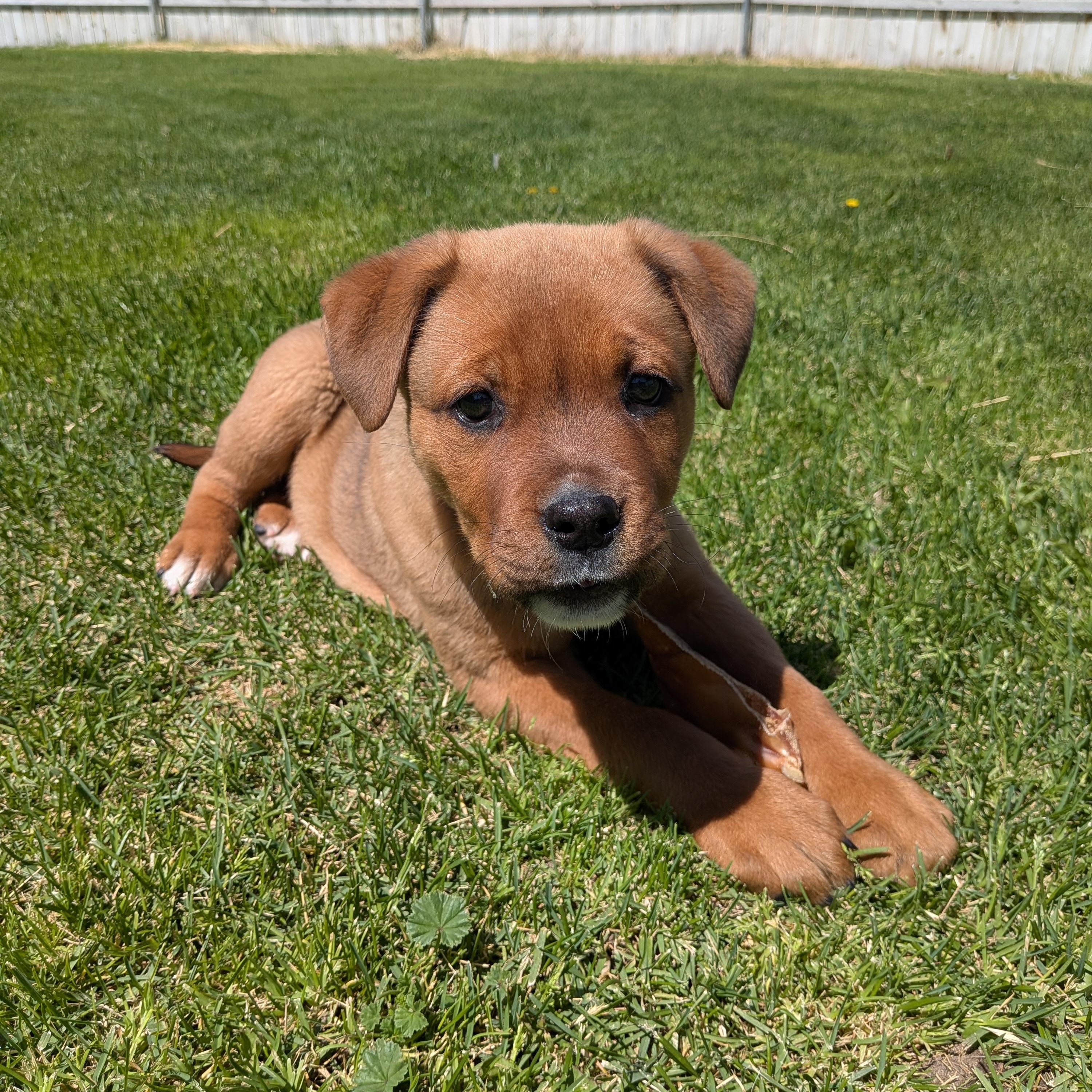 Red, a ADOPTABLE Mixed Breed in Hermiston, OR image 1/3