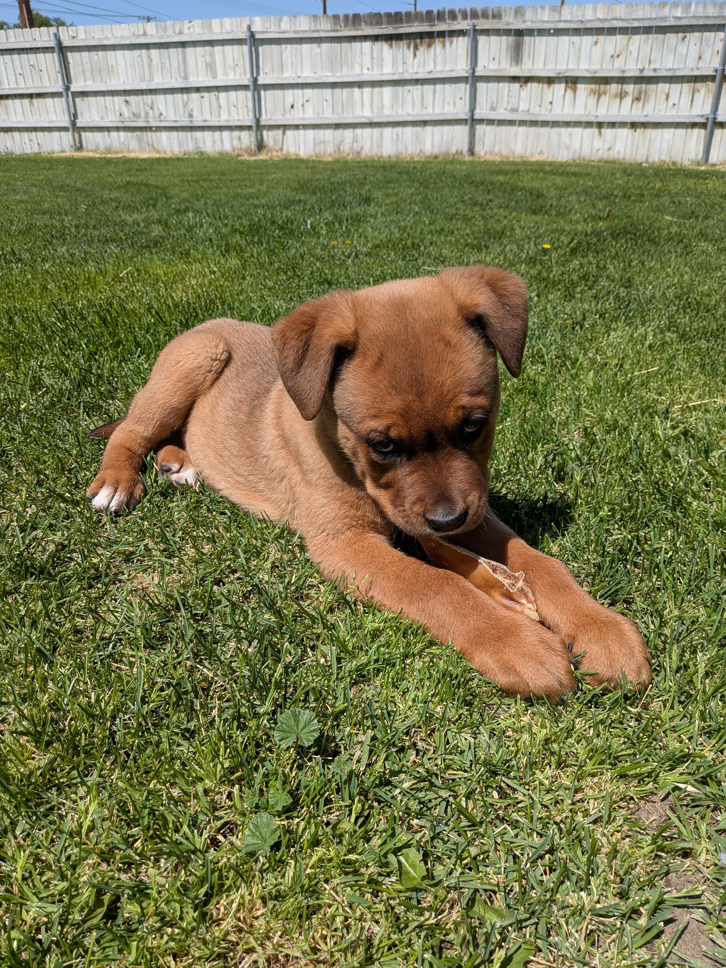 Red, a ADOPTABLE Mixed Breed in Hermiston, OR image 2/3